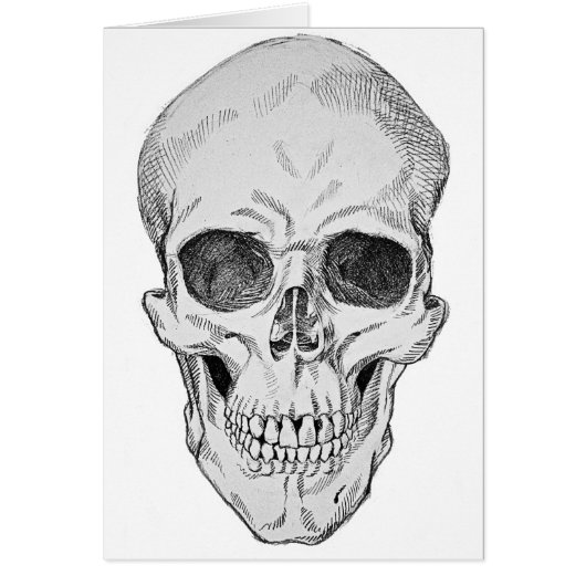 Human Skull Anatomical Illustration (Frontal View) Cards (Front)