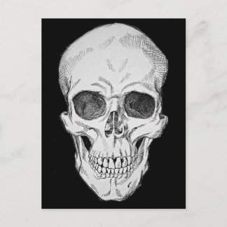 Human Skull Anatomical Illustration (Frontal View) Postcard