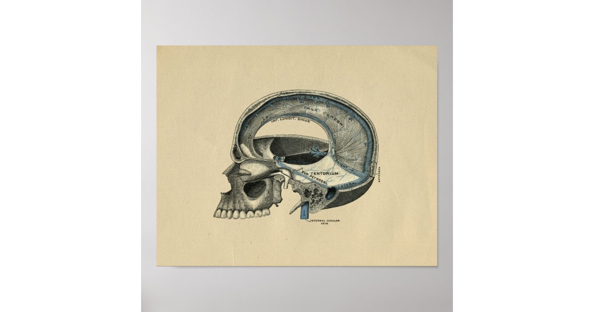 Human Skull Anatomy 1902 Vintage Print | Zazzle