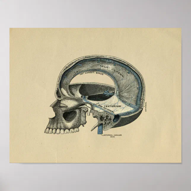 Human Skull Anatomy 1902 Vintage Print | Zazzle