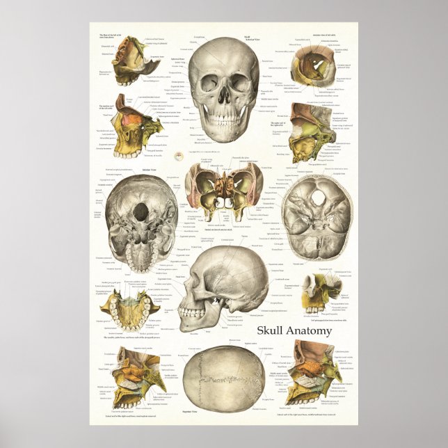 Human Skull Anatomy Chart 24 X 36 (Front)