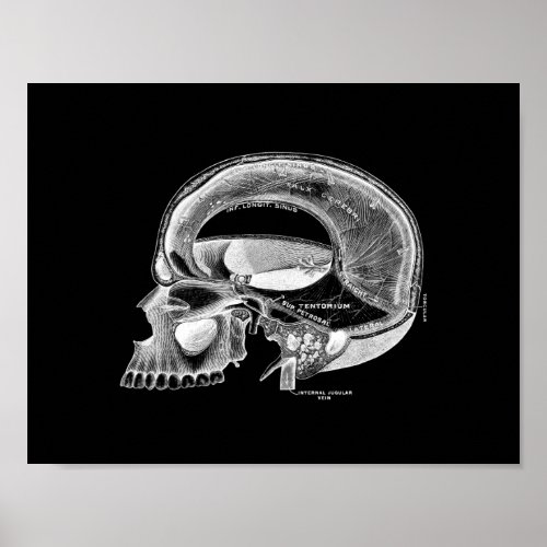 Human Skull Anatomy in Black and White Print