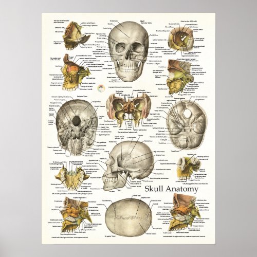 Human Skull Anatomy Poster 18 X 24