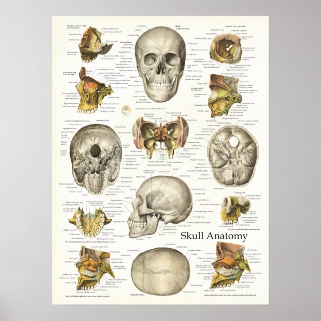 Human Skull Anatomy Poster 18 X 24 (Front)
