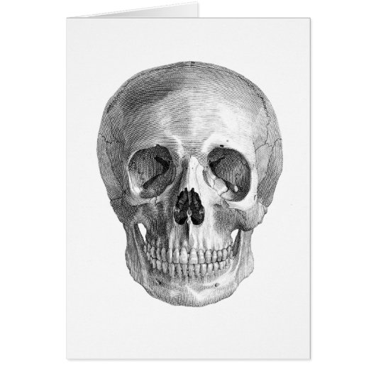 Human skull anatomy sketch drawing cards (Front)