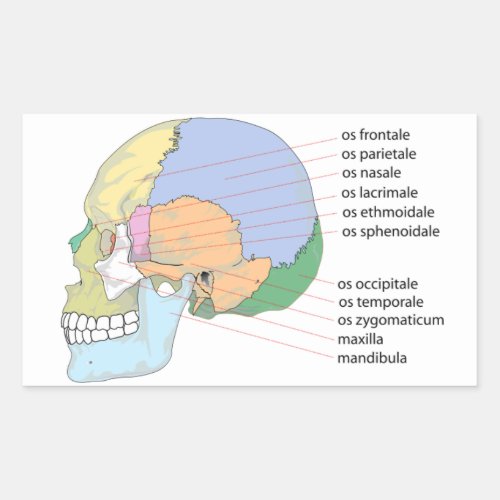 Human Skull Bone Name Chart Rectangular Sticker