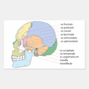 Human Skull Bone Name Chart Rectangular Sticker