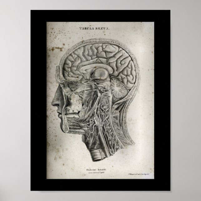 Human Skull Cross Section Brain Anatomy Print (Front)