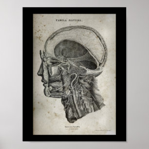 Human Skull Cross Section Nerves Anatomy Print