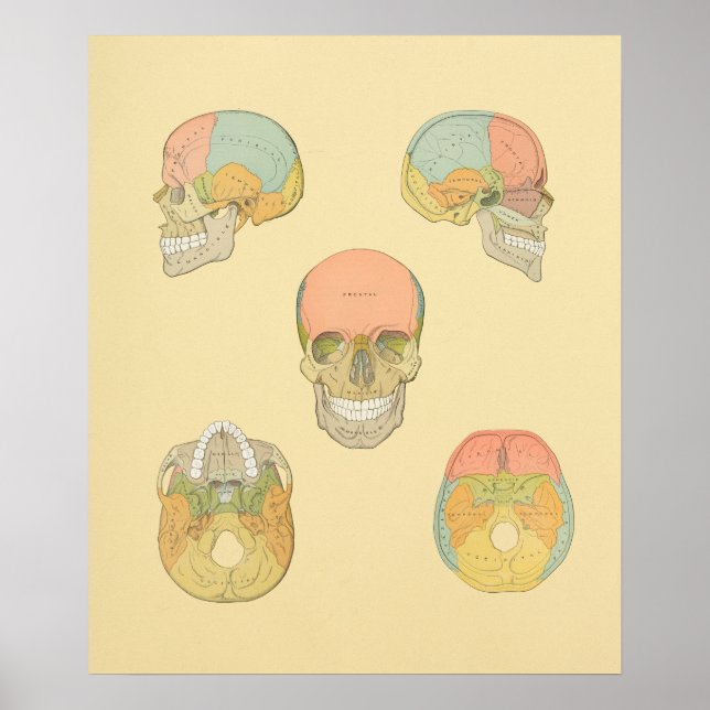 Human Skull Gray's Anatomy Print (Front)