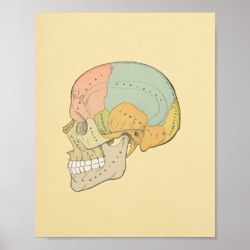 Human Skull Grays Anatomy Print