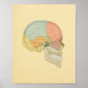 Human Skull Gray's Anatomy Print