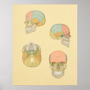 Human Skull Gray's Anatomy Print