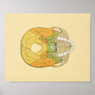 Human Skull Gray's Anatomy Print