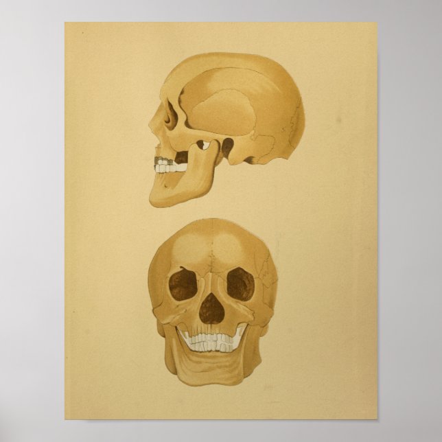 Human Skull Vintage Anatomy Print Bones (Front)