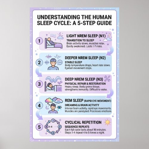 Human Sleep Cycle: A 5-Step Guide Infographic Poster