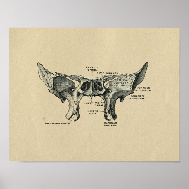 Human Sphenoid Anatomy 1902 Vintage Print (Front)