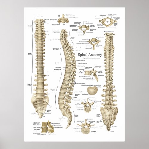 Human Spinal Anatomy Poster Chiropractic