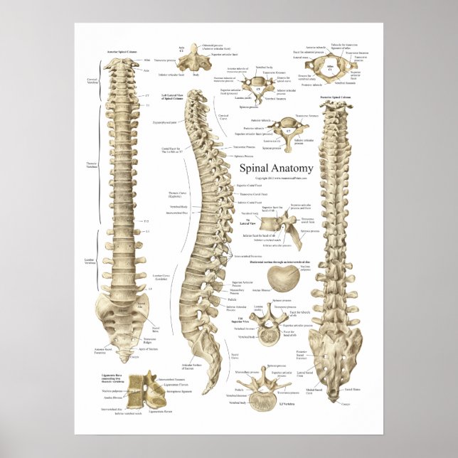 Human Spinal Anatomy Poster Chiropractic (Front)