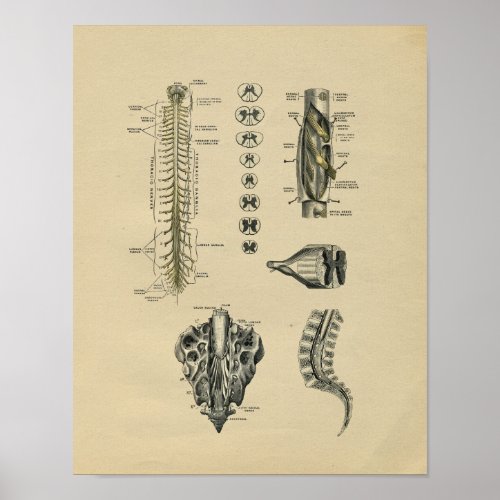 Human Spinal Nerves Anatomy 1902 Vintage Print