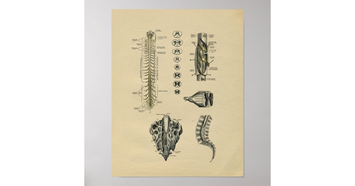 Human Spinal Nerves Anatomy 1902 Vintage Print | Zazzle