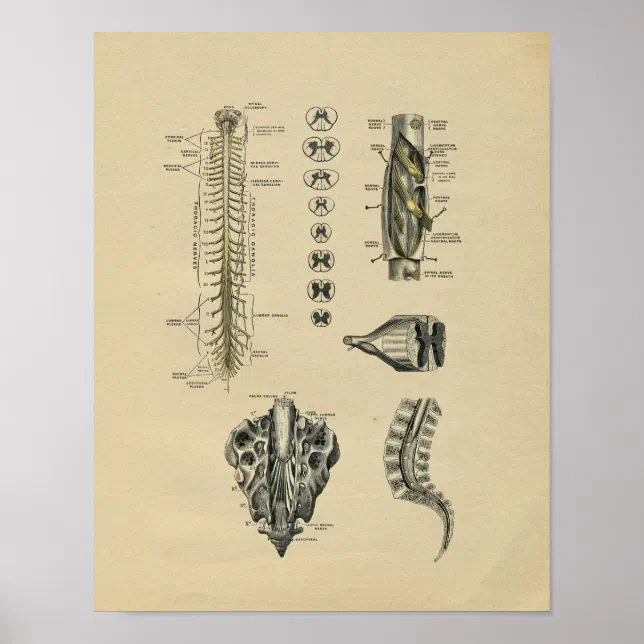 Human Spinal Nerves Anatomy 1902 Vintage Print | Zazzle