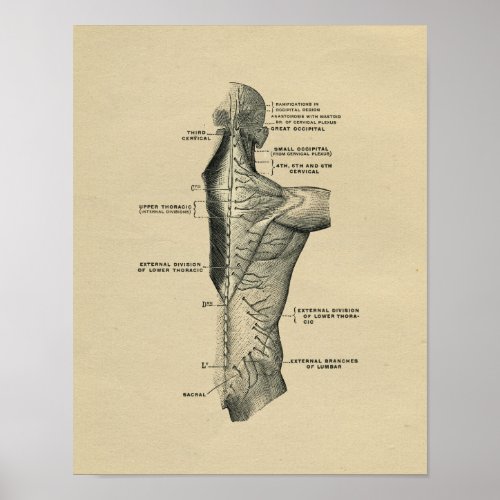 Human Spinal Nerves Anatomy 1902 Vintage Print