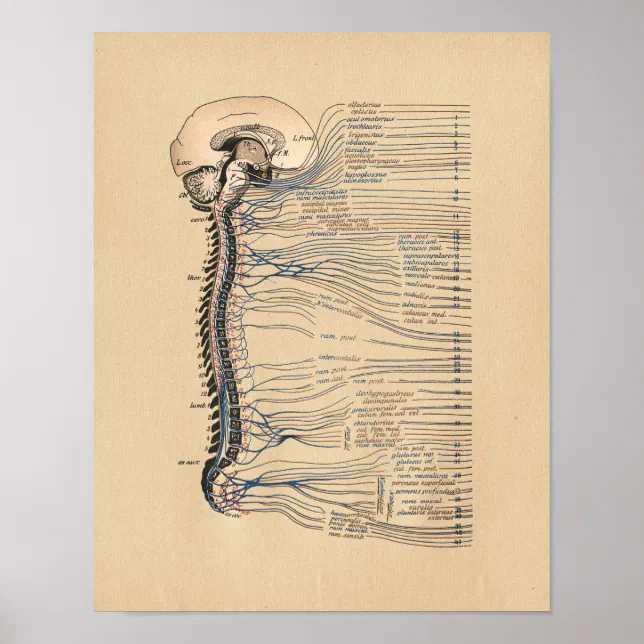 Human Spinal Nerves Anatomy Vintage Print | Zazzle