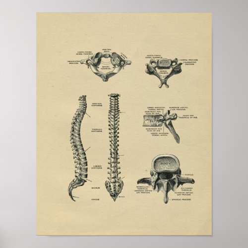 Human Spine Anatomy 1902 Vintage Print