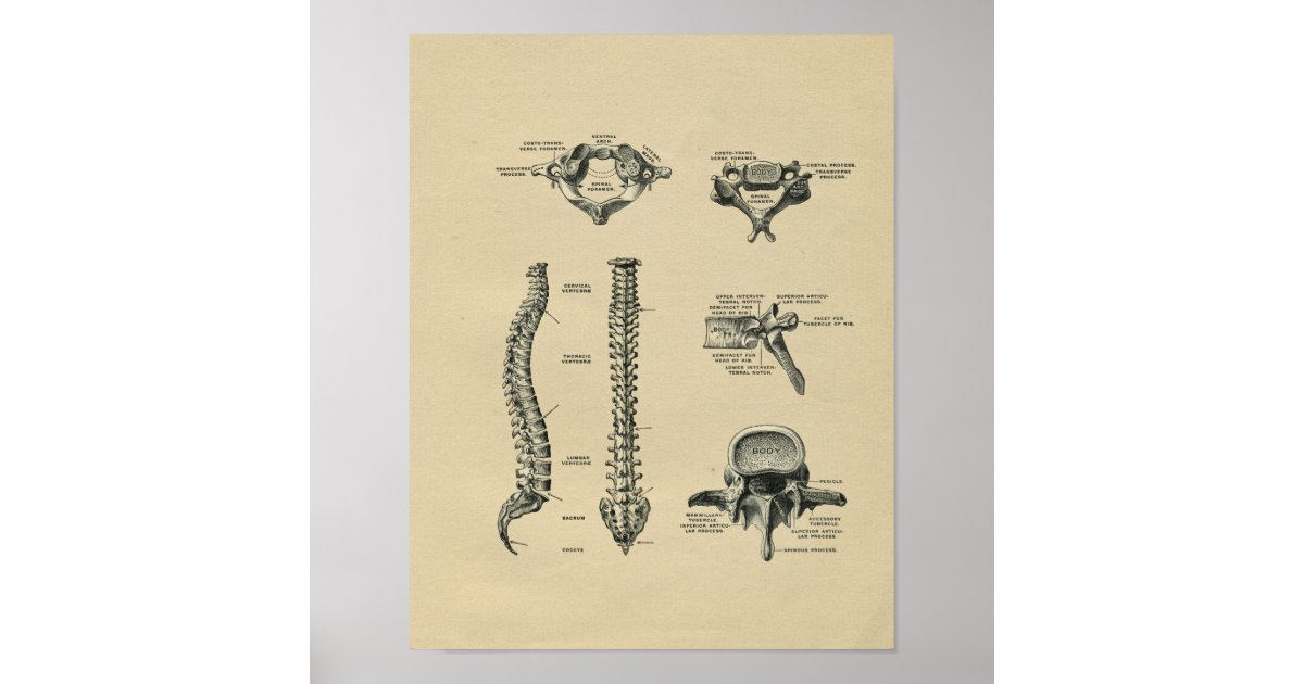 Human Spine Anatomy 1902 Vintage Print | Zazzle