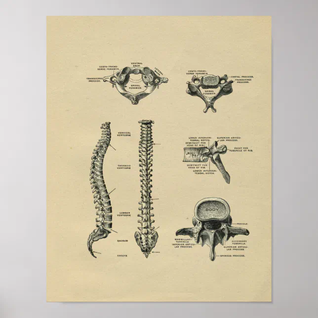 Human Spine Anatomy 1902 Vintage Print | Zazzle