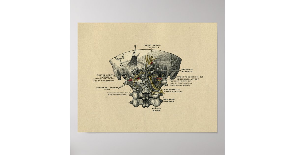 Human Spine Anatomy 1902 Vintage Print | Zazzle
