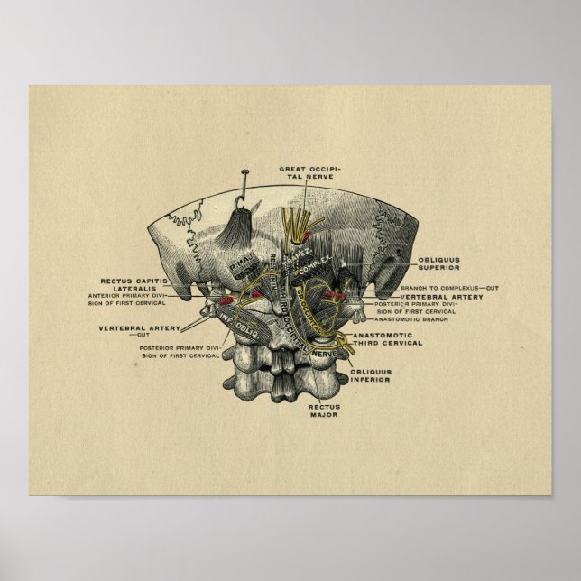 Human Spine Anatomy 1902 Vintage Print (Front)