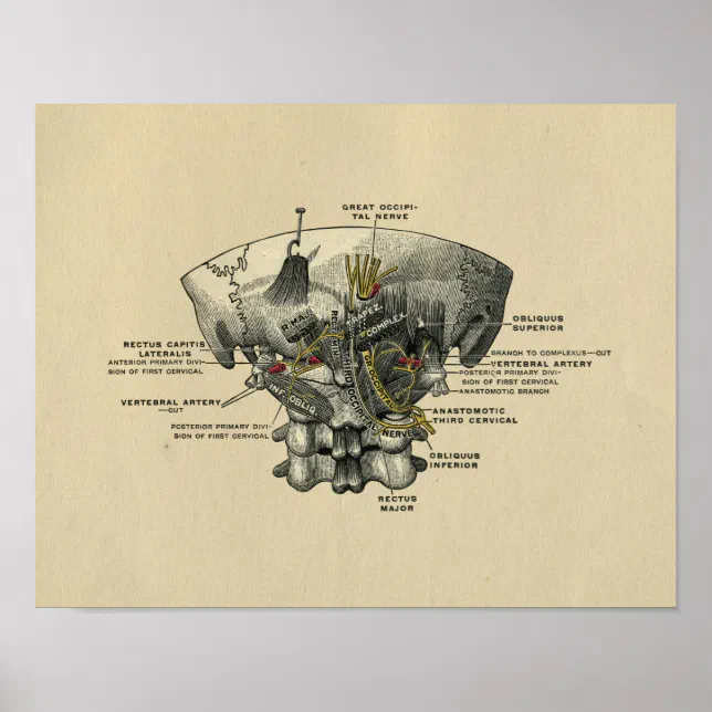 Human Spine Anatomy 1902 Vintage Print | Zazzle