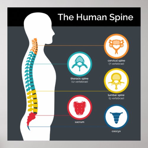 Human Spine Anatomy Chart