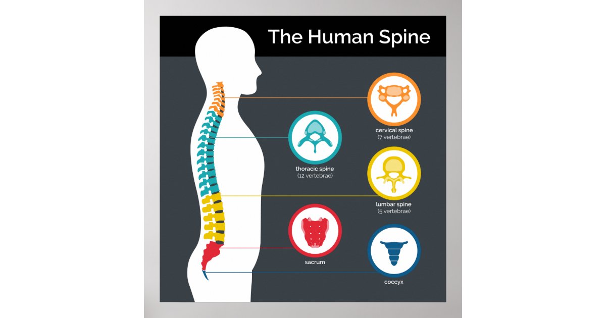 Human Spine Anatomy Chart | Zazzle.com