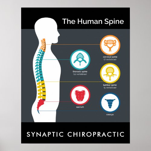 Human Spine Anatomy Chart Poster