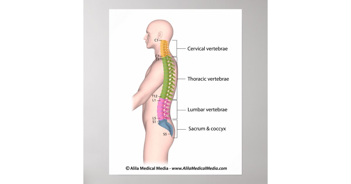 Human spine anatomy color coded labeled poster. poster | Zazzle.com