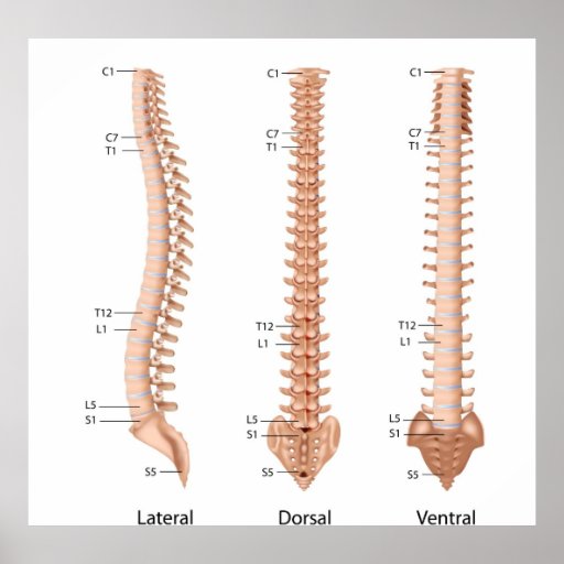 Human spine anatomy, labeled print. poster | Zazzle.com