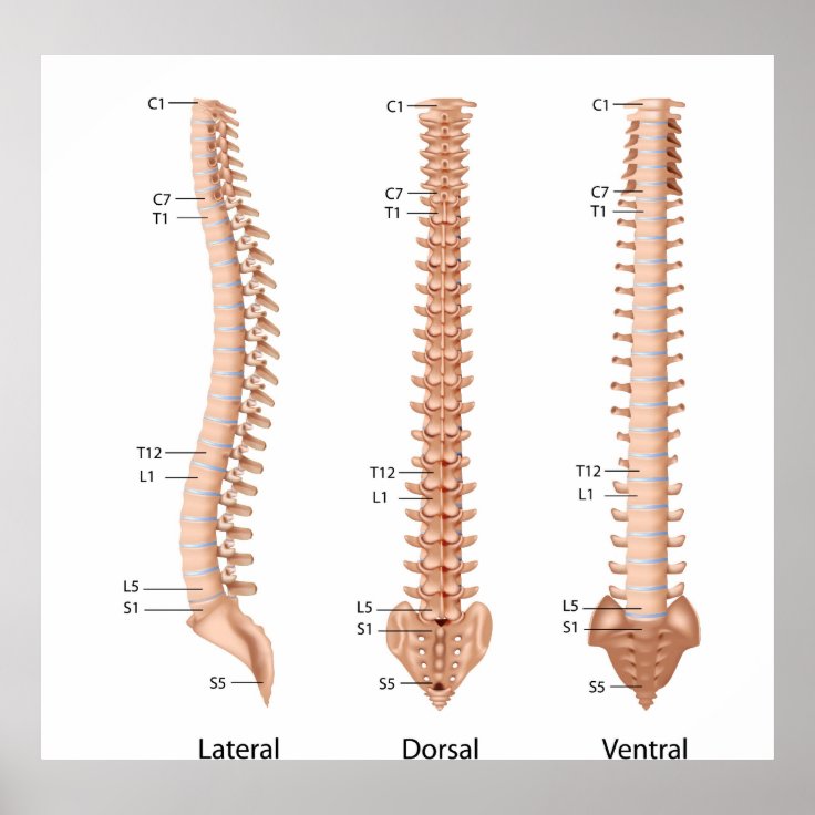 Human spine anatomy, labeled print. poster | Zazzle