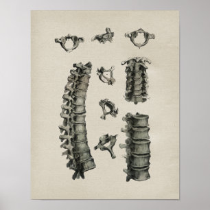 Human Spine Anatomy Vintage Print