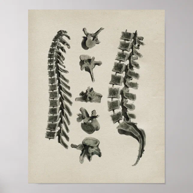 Human Spine Anatomy Vintage Print | Zazzle