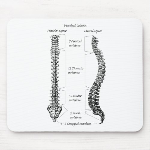 Human spine mouse pad