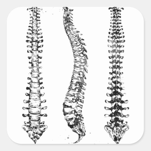Human Spine Square Sticker