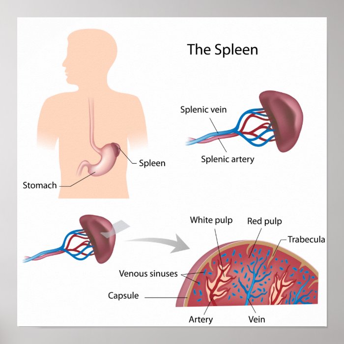 Human spleen anatomy poster