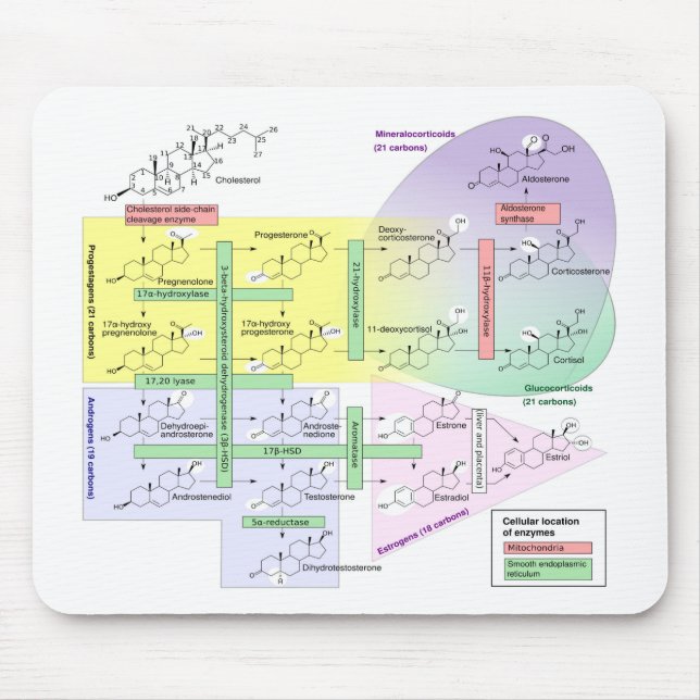 Human Steroidogenesis Diagram Biological Chemical  Mouse Pad (Front)