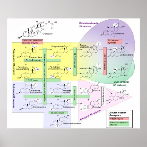 Human Steroidogenesis Diagram Biological Chemical  Poster