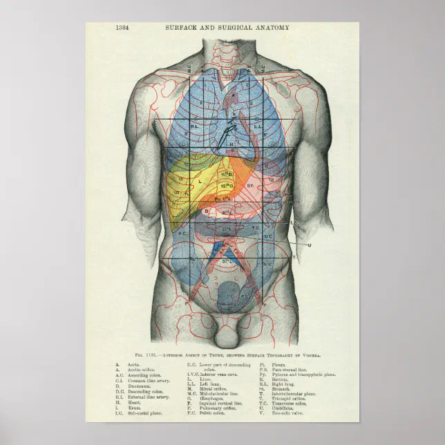 Human Surface Anatomy Relation to Organs Poster | Zazzle