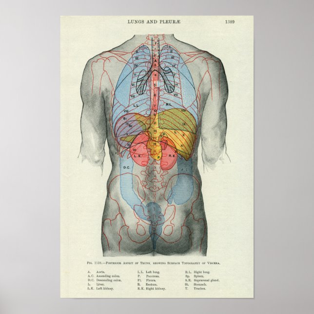 Human Surface Anatomy Relation to Organs Poster (Front)