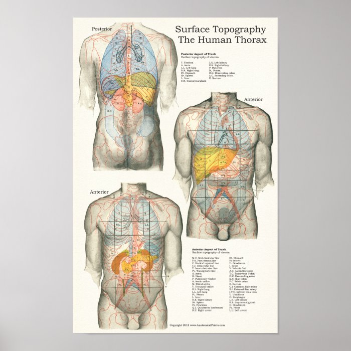 Human Surface Topography Anatomy Chart Posters